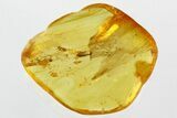 Detailed Fossil False Flower Beetle & Dance Fly in Baltic Amber #346591-1